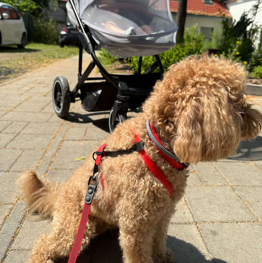 Meet the Harness MONO: Comfort, Simplicity, and Total Control