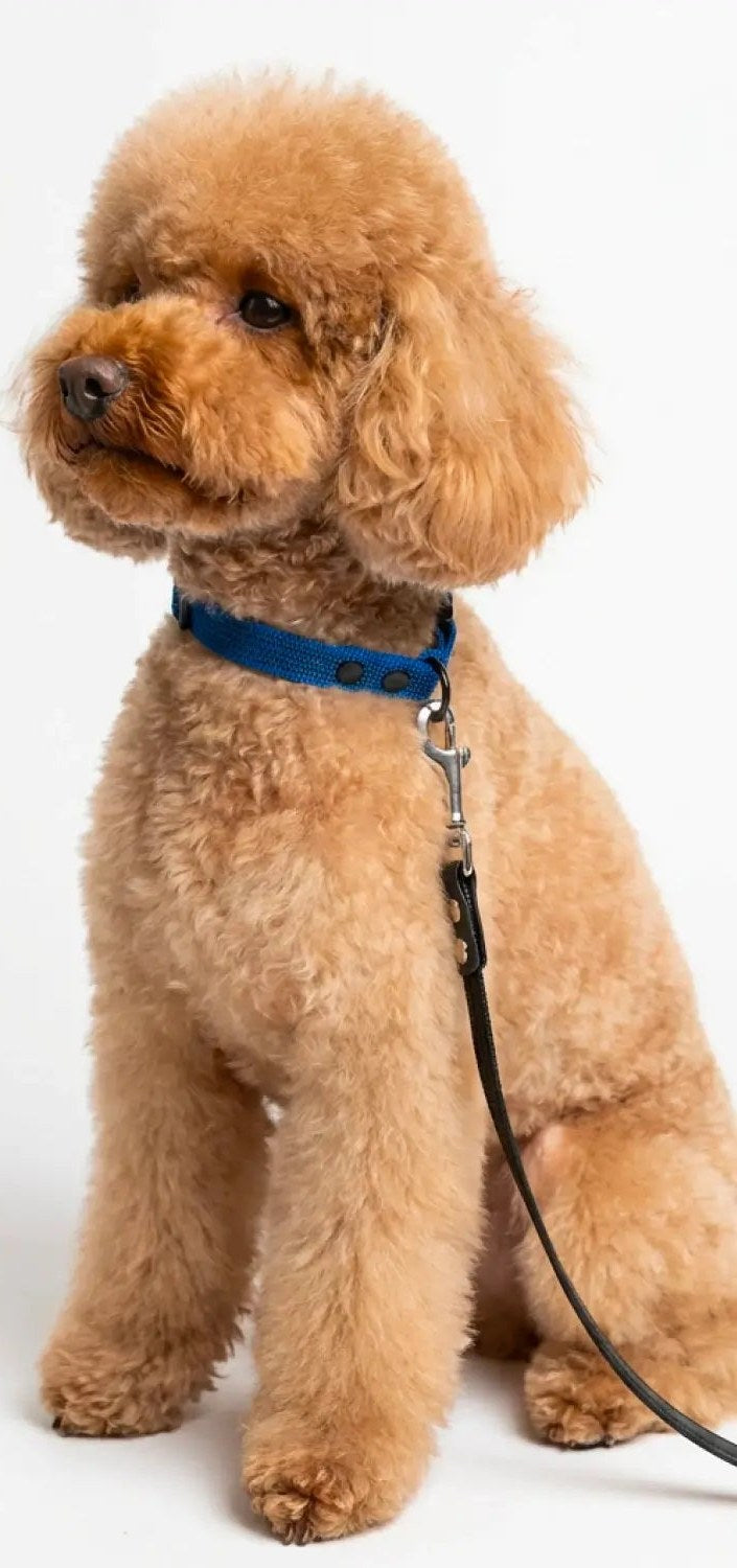 Bob, our mini poodle, with a blue collar