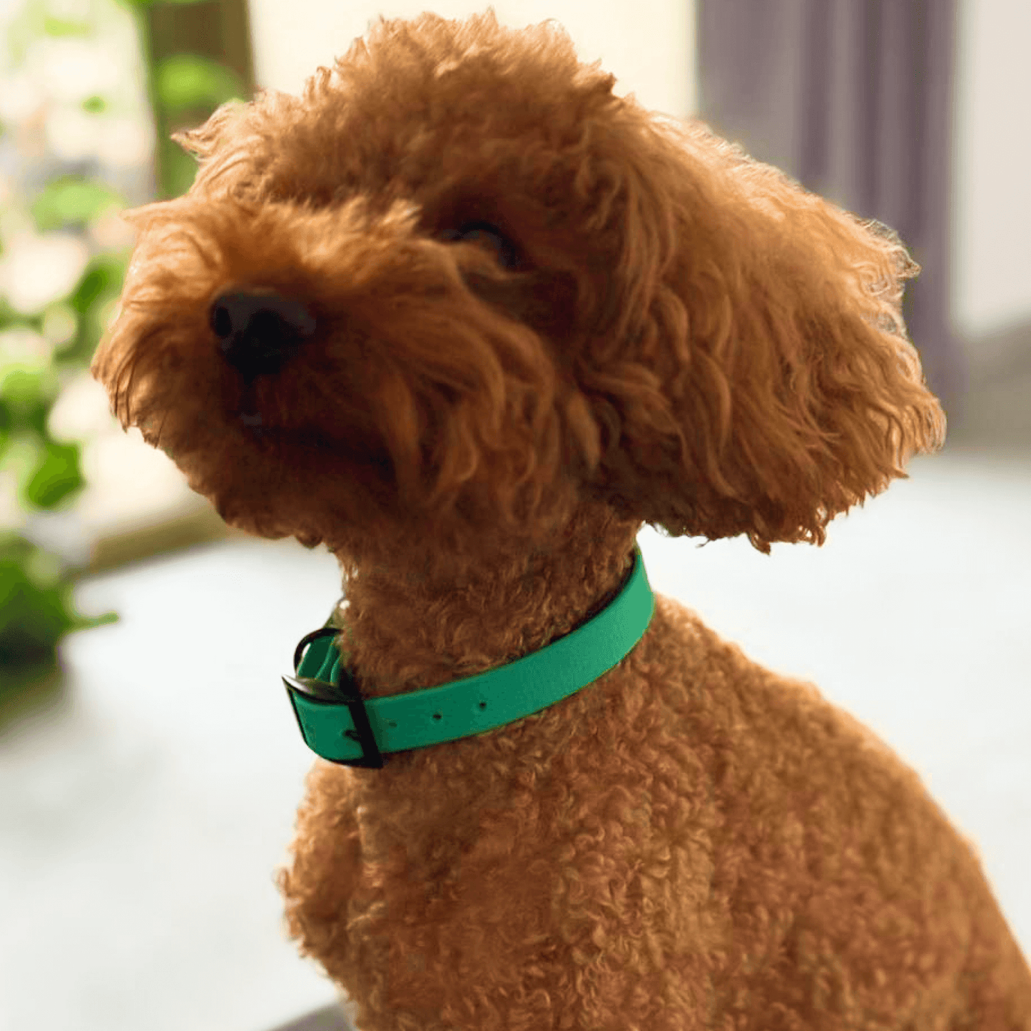 Collar MONO