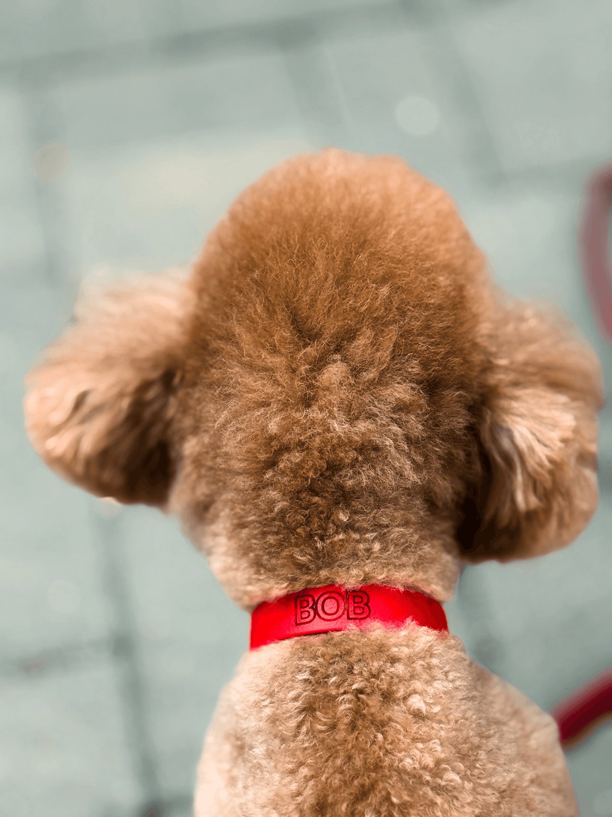 Bob, our mini poodle, with BOB engraved on his red Collar MONO