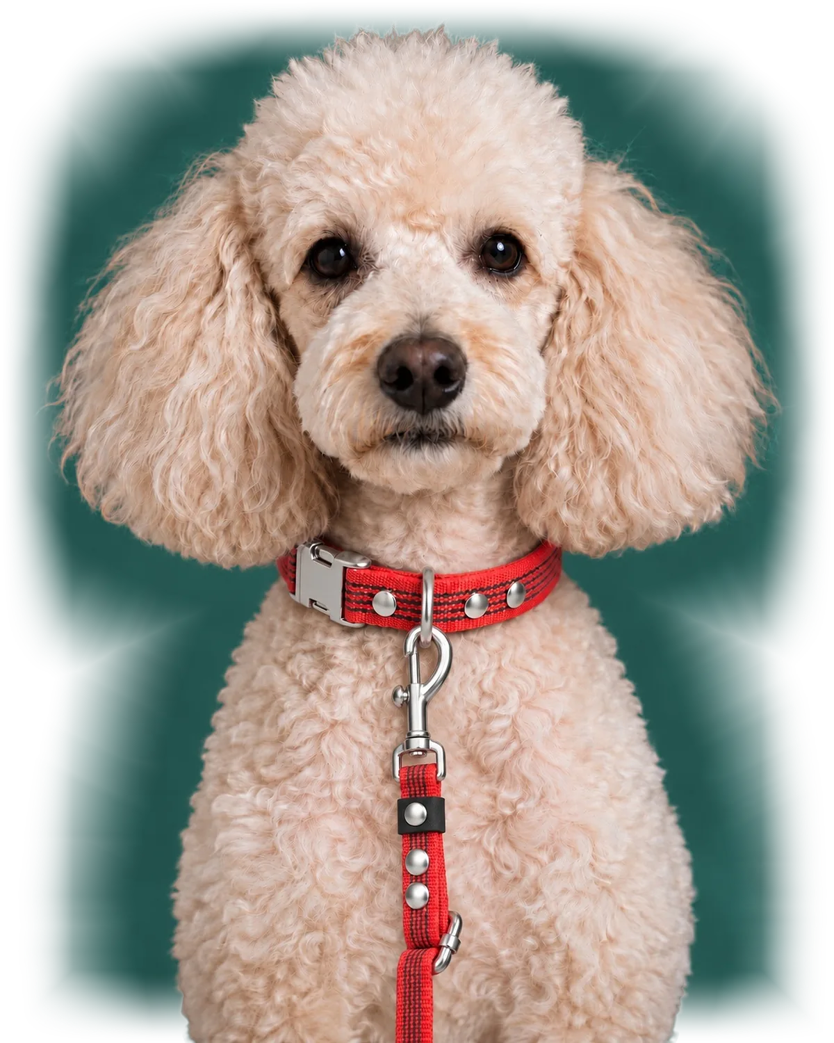 Poodle wearing Collar QUICK and Leash FLEX in Red