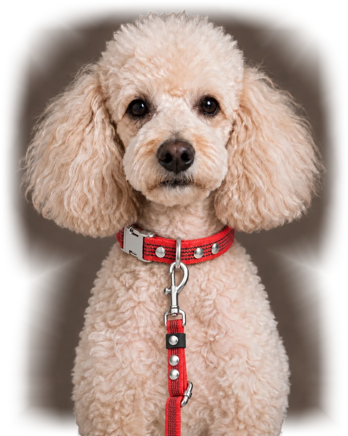 Poodle wearing Collar QUICK and Leash FLEX in Red