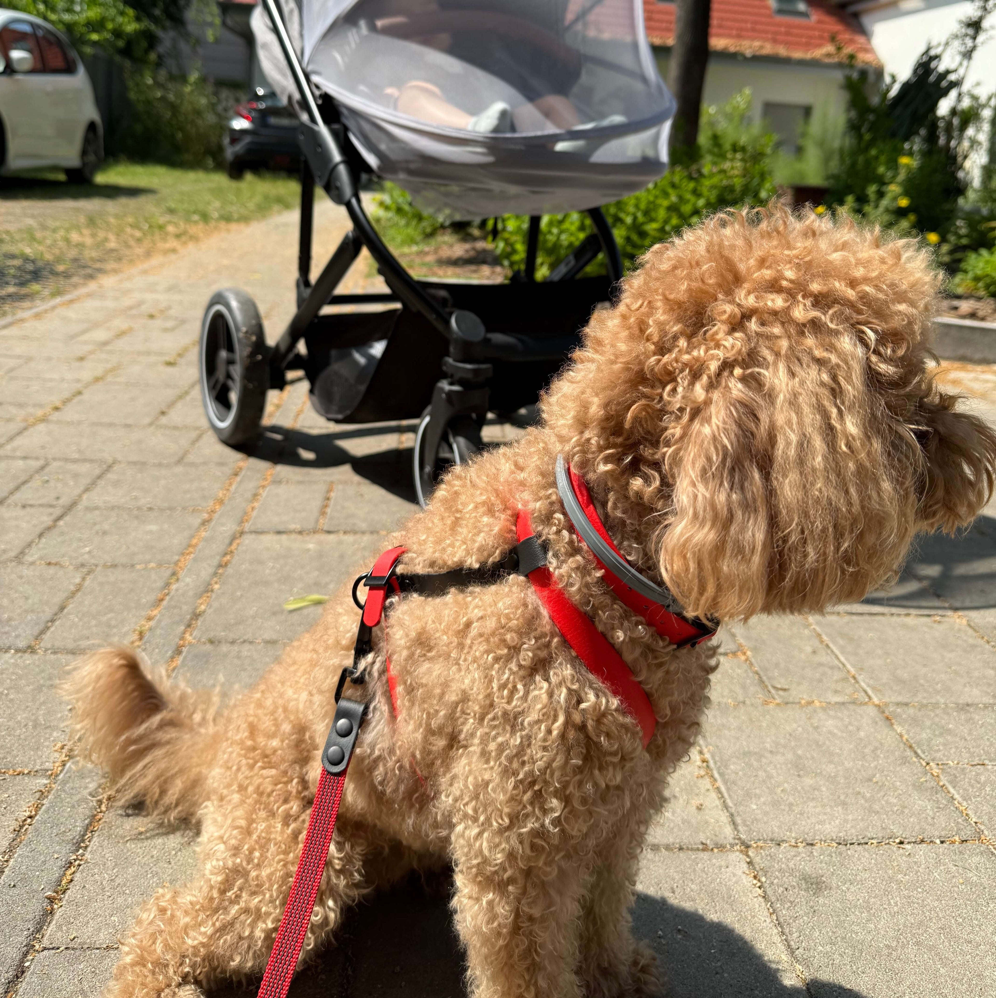 Meet the Harness MONO: Comfort, Simplicity, and Total Control