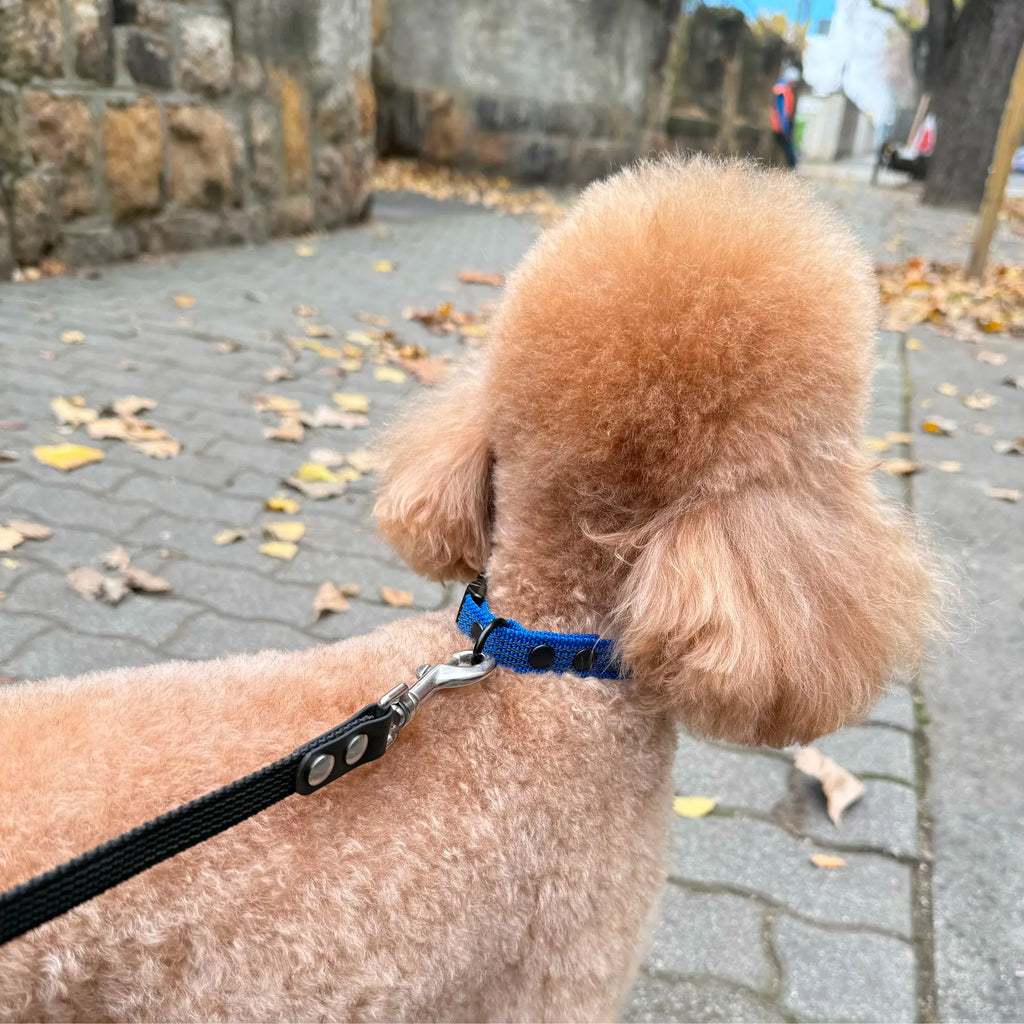 Brown poodle on a black leash felx with a blue collar quick on street