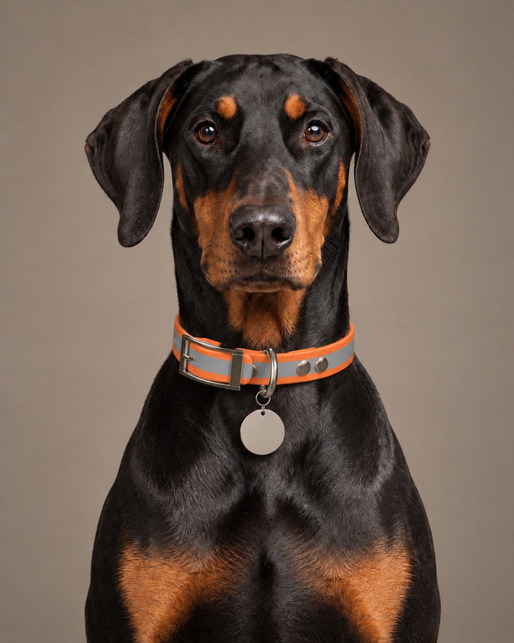 Collar MONO, Reflective-Orange / Silver, on a dog