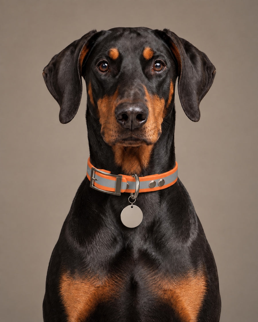 Collar MONO, Reflective-Orange / Silver, on a dog