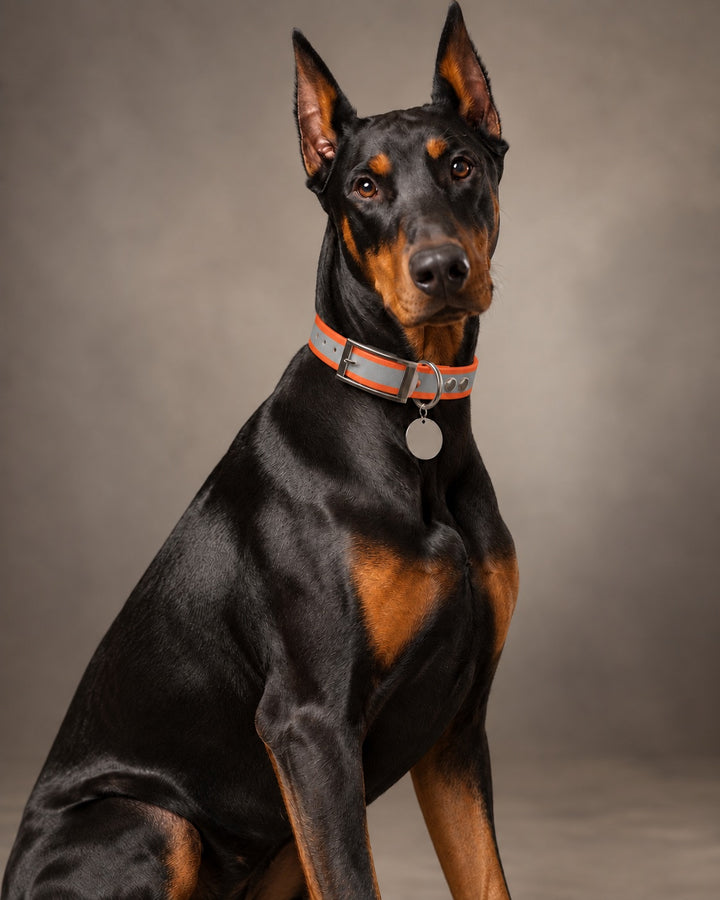 Collar MONO, Reflective-Orange / Silver, on a dog