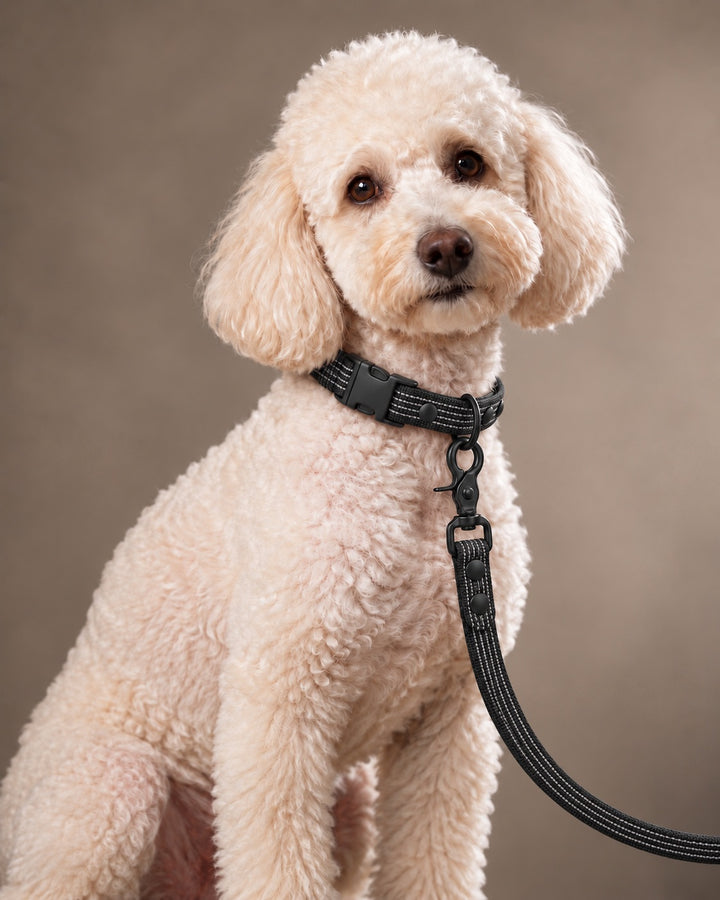 Leash BASIC, Black / Black, an einem Hund