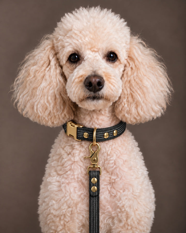 Leash BASIC, Black / Brass, an einem Hund