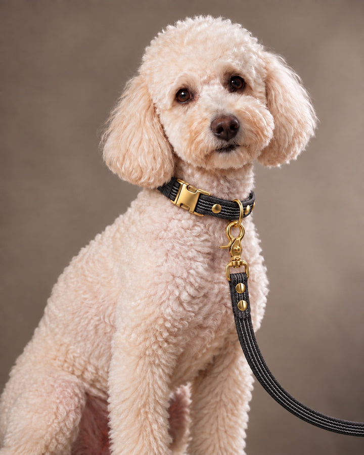 Leash BASIC, Black / Brass, an einem Hund