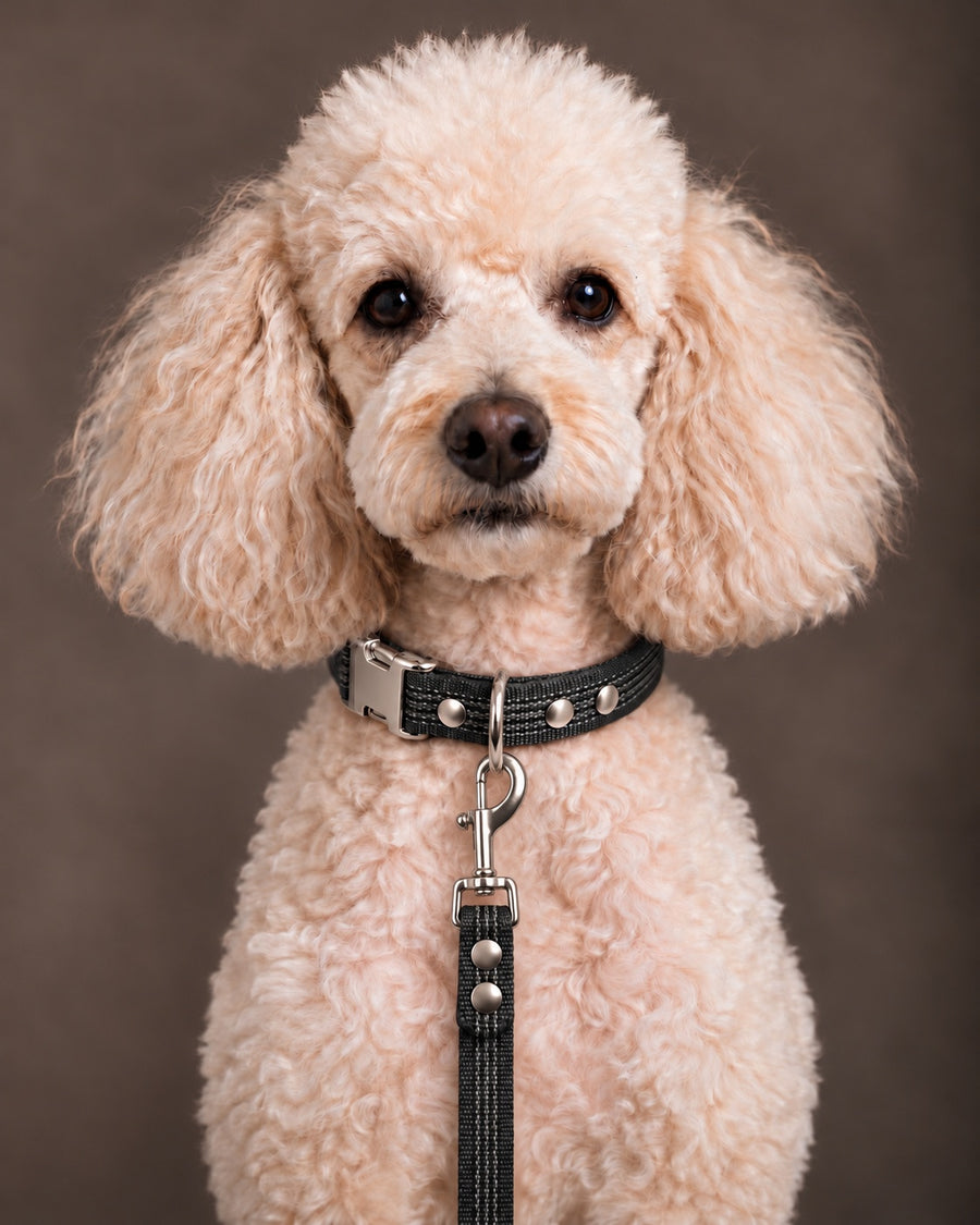 Leash BASIC, Black / Silver, on a dog