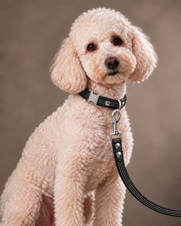 Leash BASIC, Black / Silver, an einem Hund