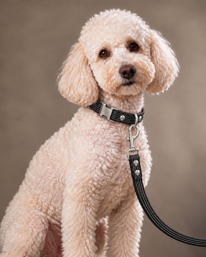 Leash BASIC, Black / Stainless Steel, an einem Hund