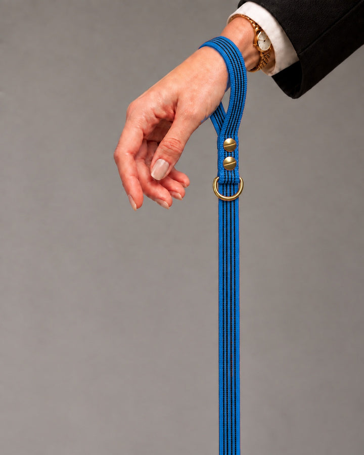 Leash BASIC, Blue / Brass, an einem Hund