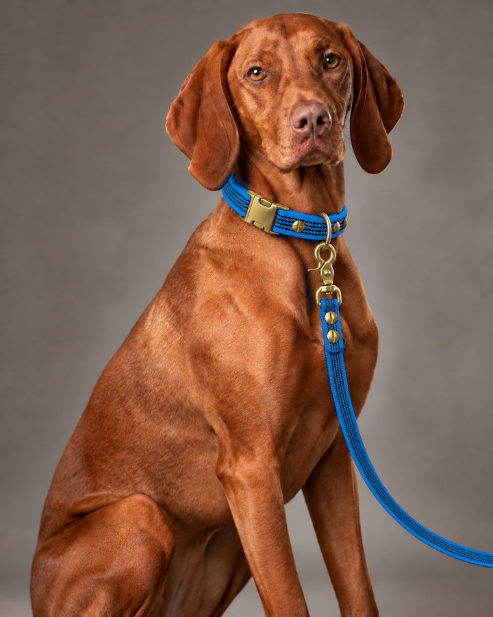 Leash BASIC, Blue / Brass, an einem Hund