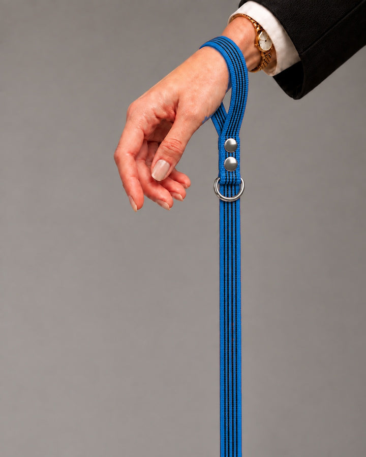Leash BASIC, Blue / Silver, an einem Hund