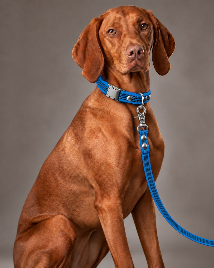 Leash BASIC, Blue / Silver, on a dog