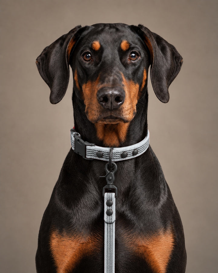Leash BASIC, Gray / Black, an einem Hund