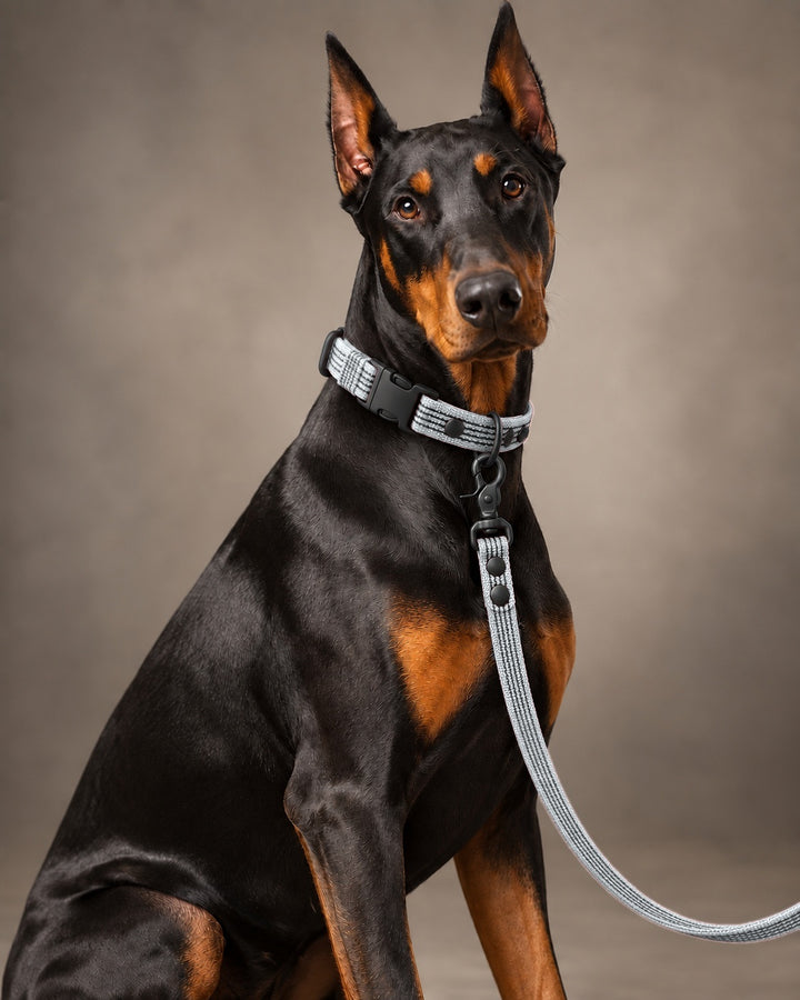 Leash BASIC, Gray / Black, an einem Hund