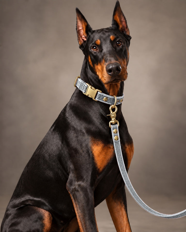 Leash BASIC, Gray / Brass, an einem Hund