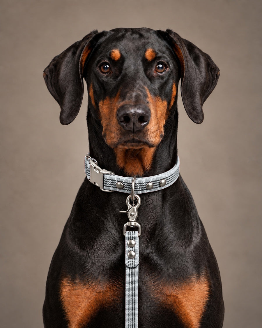 Leash BASIC, Gray / Silver, on a dog