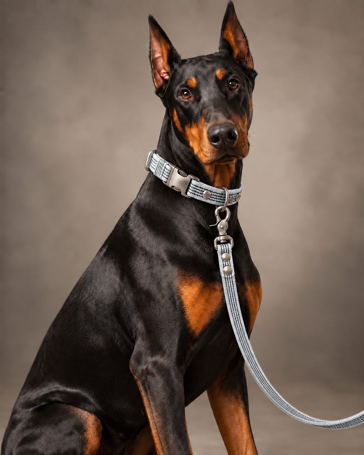 Leash BASIC, Gray / Silver, an einem Hund
