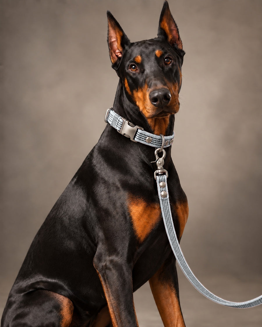 Leash BASIC, Gray / Silver, on a dog
