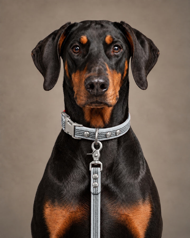 Leash BASIC, Gray / Stainless Steel, an einem Hund