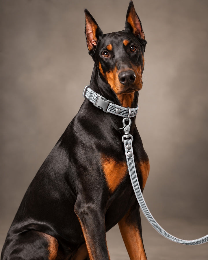 Leash BASIC, Gray / Stainless Steel, an einem Hund