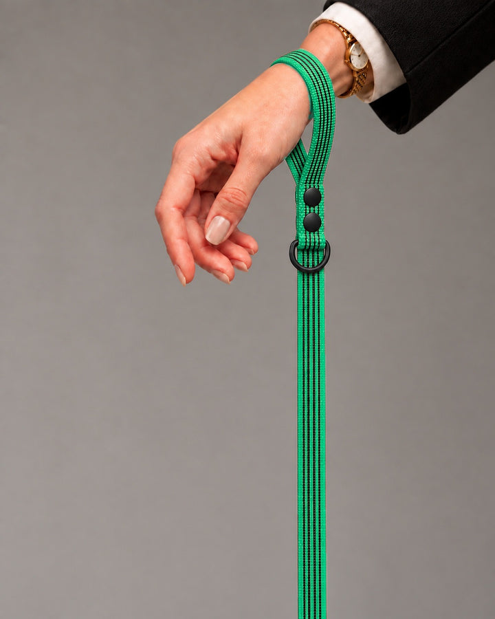 Leash BASIC, Green / Black, an einem Hund