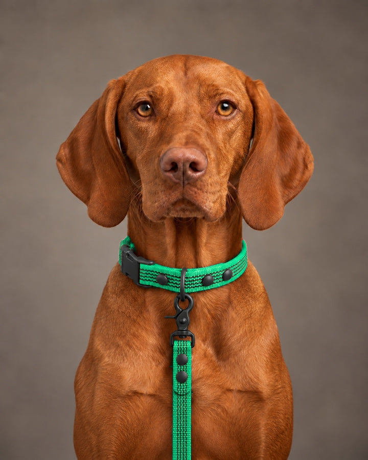 Leash BASIC, Green / Black, an einem Hund
