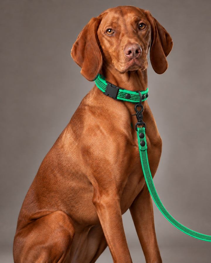 Leash BASIC, Green / Black, an einem Hund