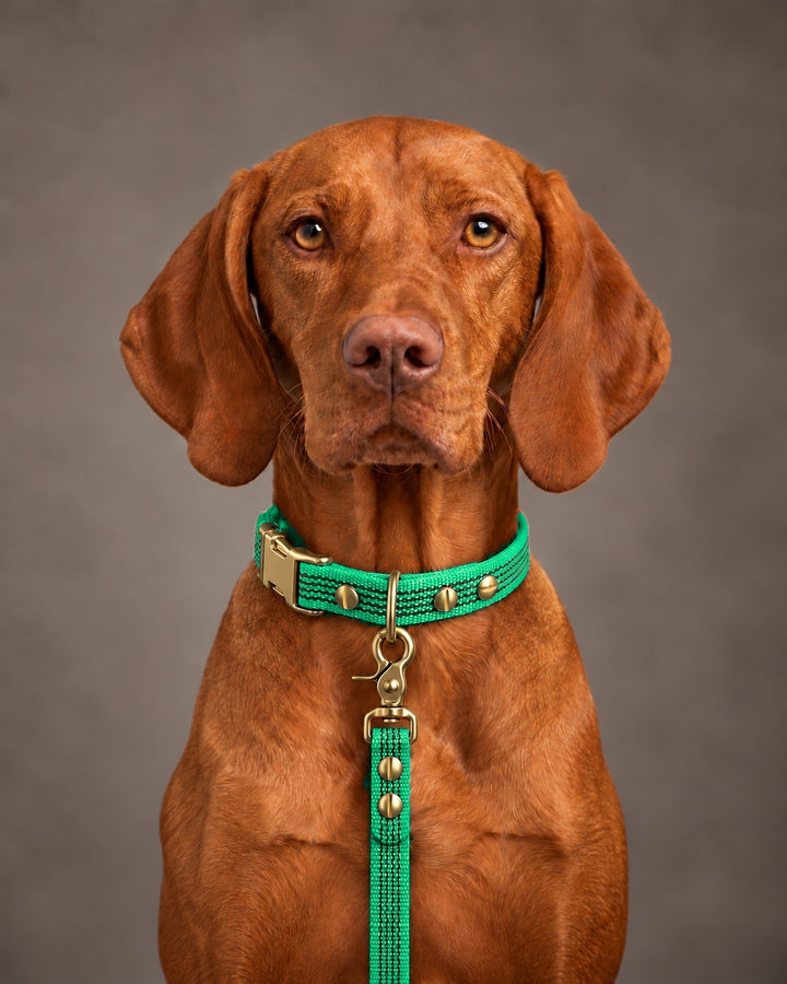 Leash BASIC, Green / Brass, an einem Hund