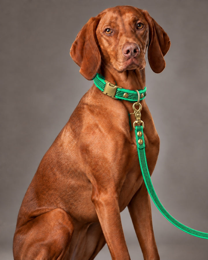 Leash BASIC, Green / Brass, an einem Hund