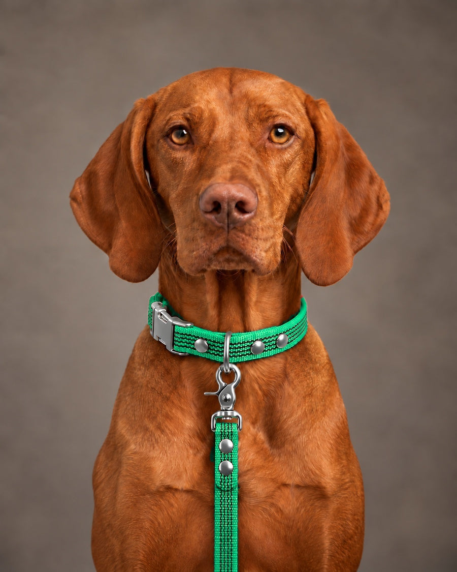 Leash BASIC, Green / Silver, on a dog