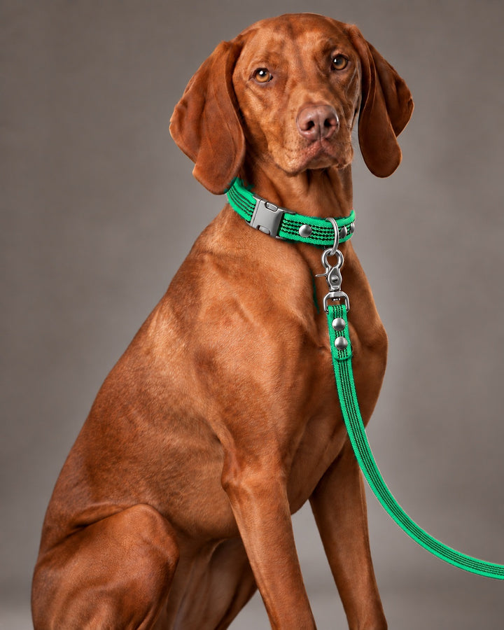 Leash BASIC, Green / Silver, an einem Hund