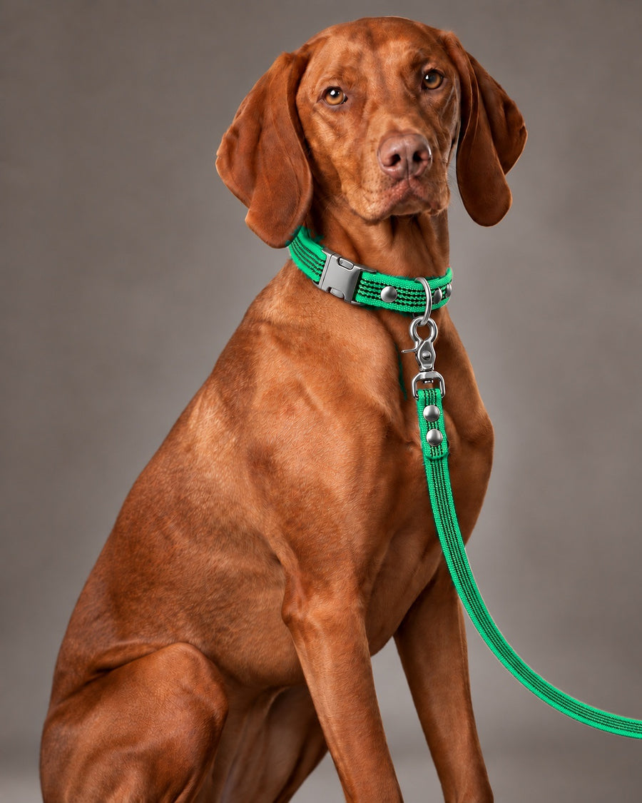Leash BASIC, Green / Silver, on a dog