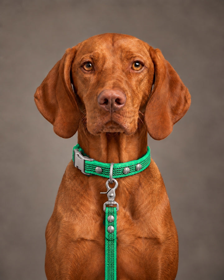 Leash BASIC, Green / Stainless Steel, an einem Hund