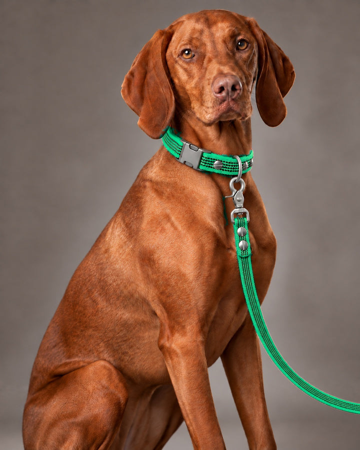 Leash BASIC, Green / Stainless Steel, an einem Hund