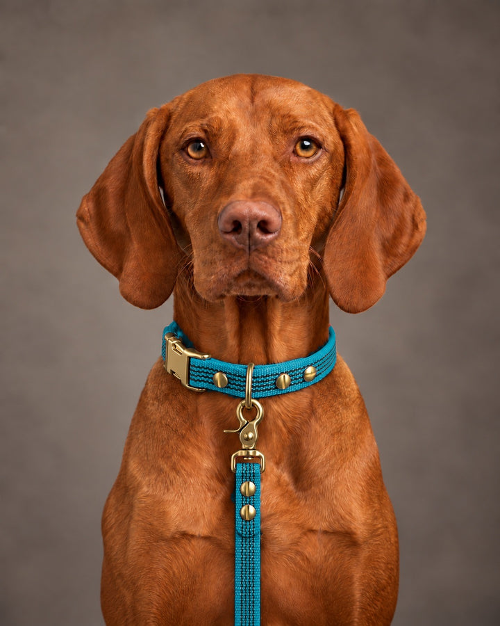 Leash BASIC, Kerosene / Brass, an einem Hund