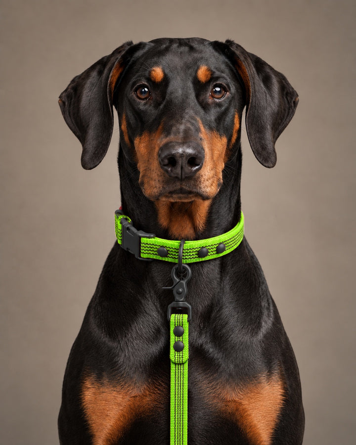 Leash BASIC, Lime / Black, an einem Hund