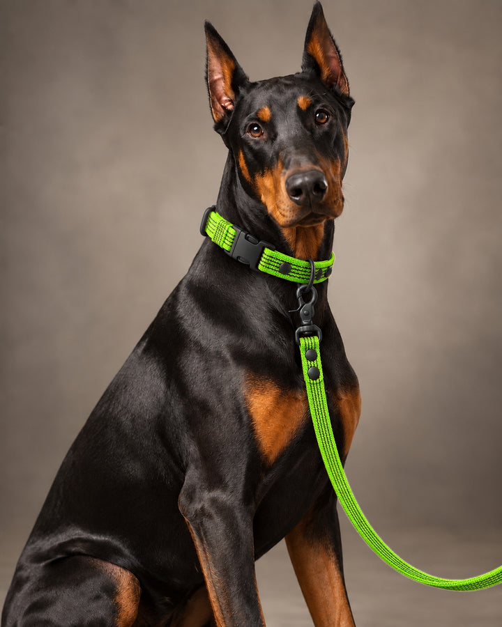 Leash BASIC, Lime / Black, an einem Hund