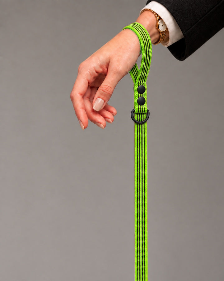 Leash BASIC, Lime / Black, an einem Hund