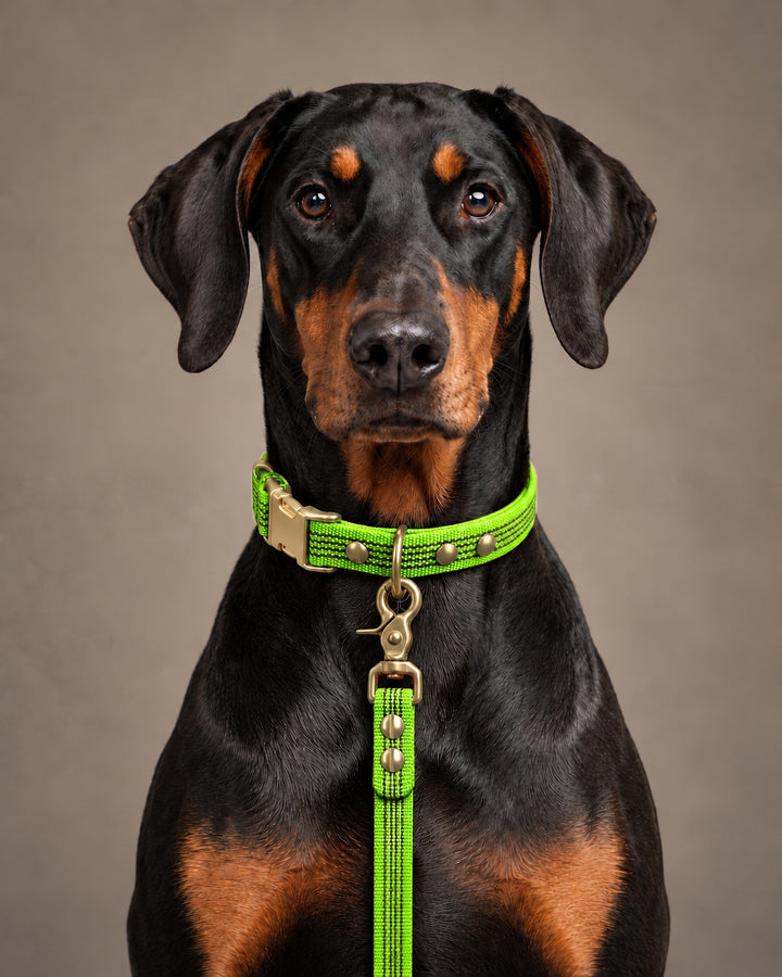 Leash BASIC, Lime / Brass, an einem Hund