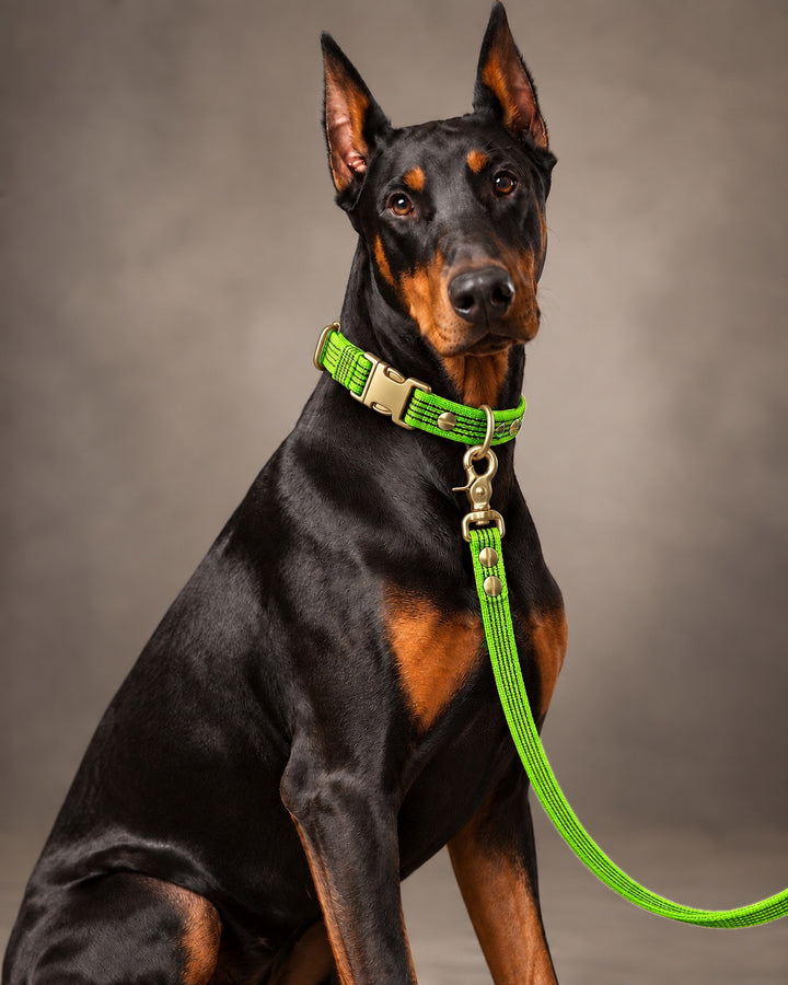 Leash BASIC, Lime / Brass, an einem Hund