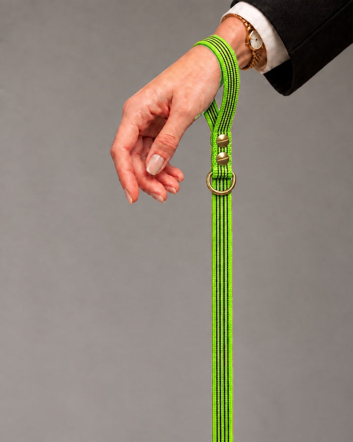 Leash BASIC, Lime / Brass, an einem Hund