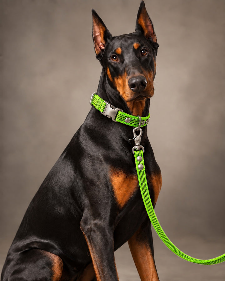 Leash BASIC, Lime / Silver, an einem Hund