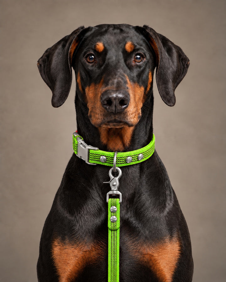 Leash BASIC, Lime / Stainless Steel, an einem Hund