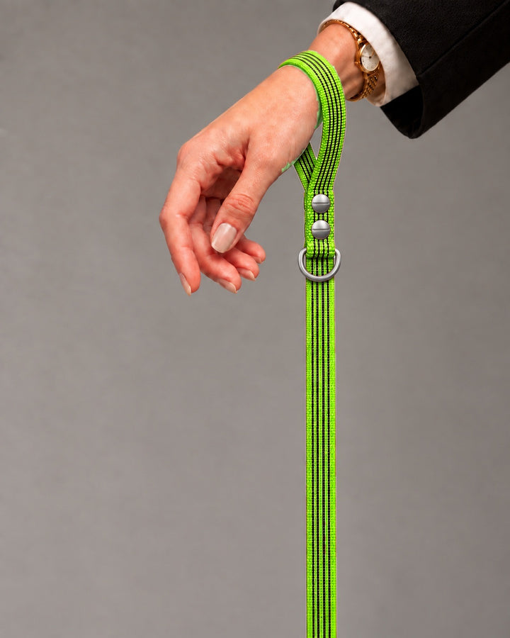 Leash BASIC, Lime / Stainless Steel, an einem Hund