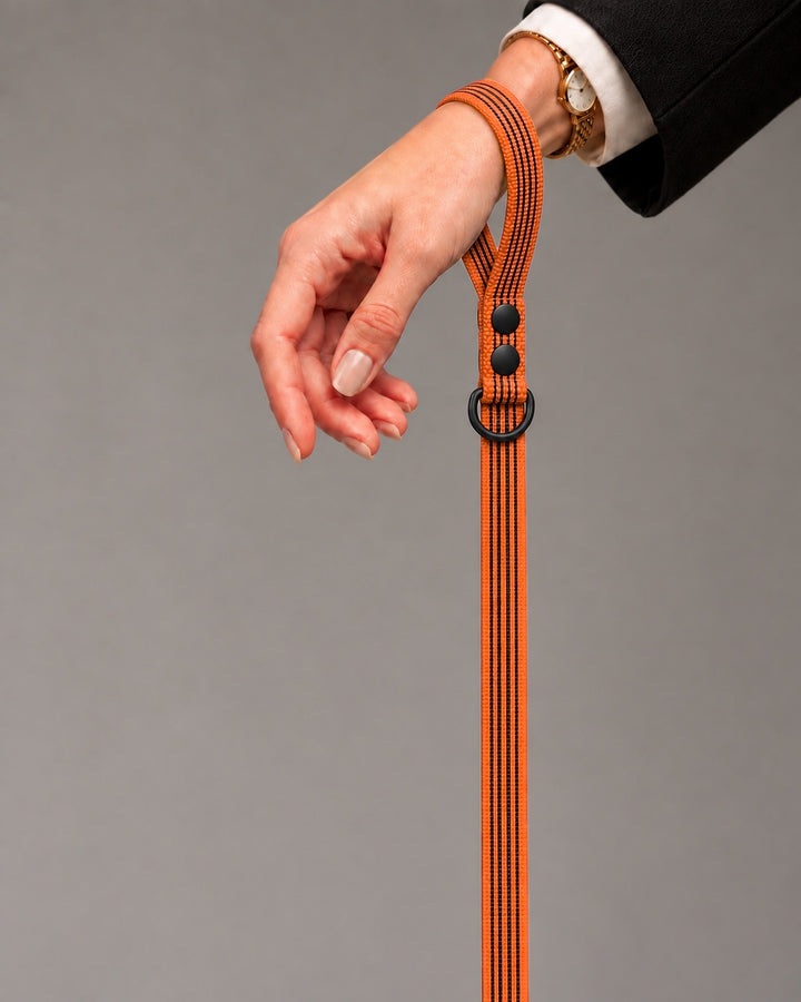 Leash BASIC, Orange / Black, an einem Hund